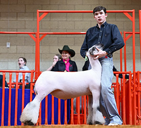 Class Winner
Fort Worth Livestock Show