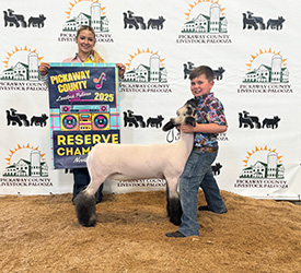 Champion Black Face Novice
Reserve Overall Novice Ewe
Pickaway County Palooza